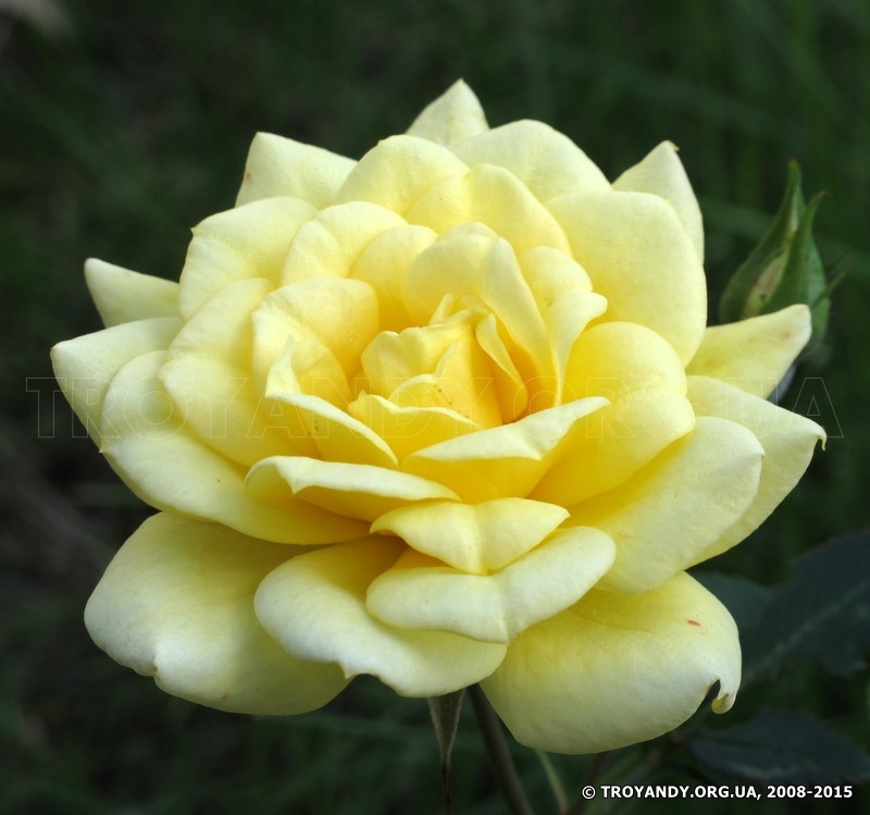 Yellow Doll